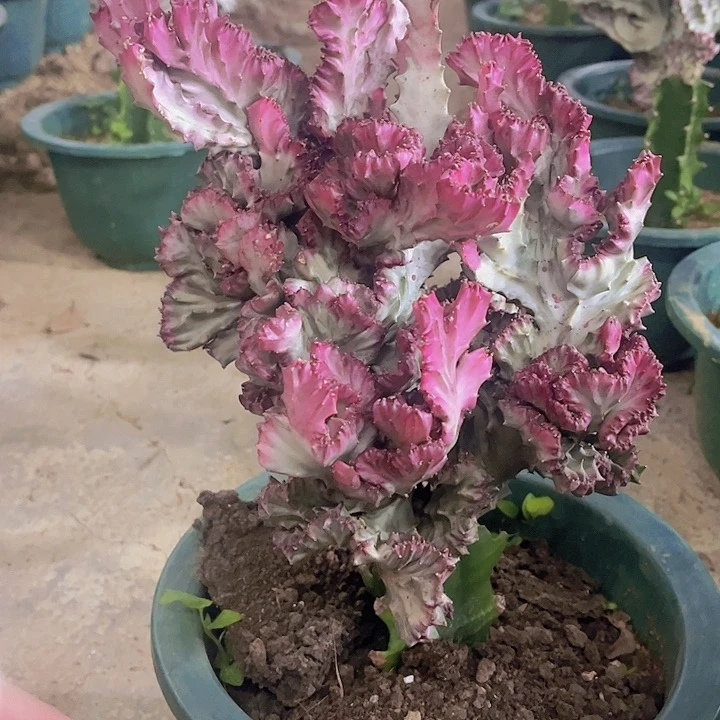 ?*大戟科植物多肉植物彩麒麟60