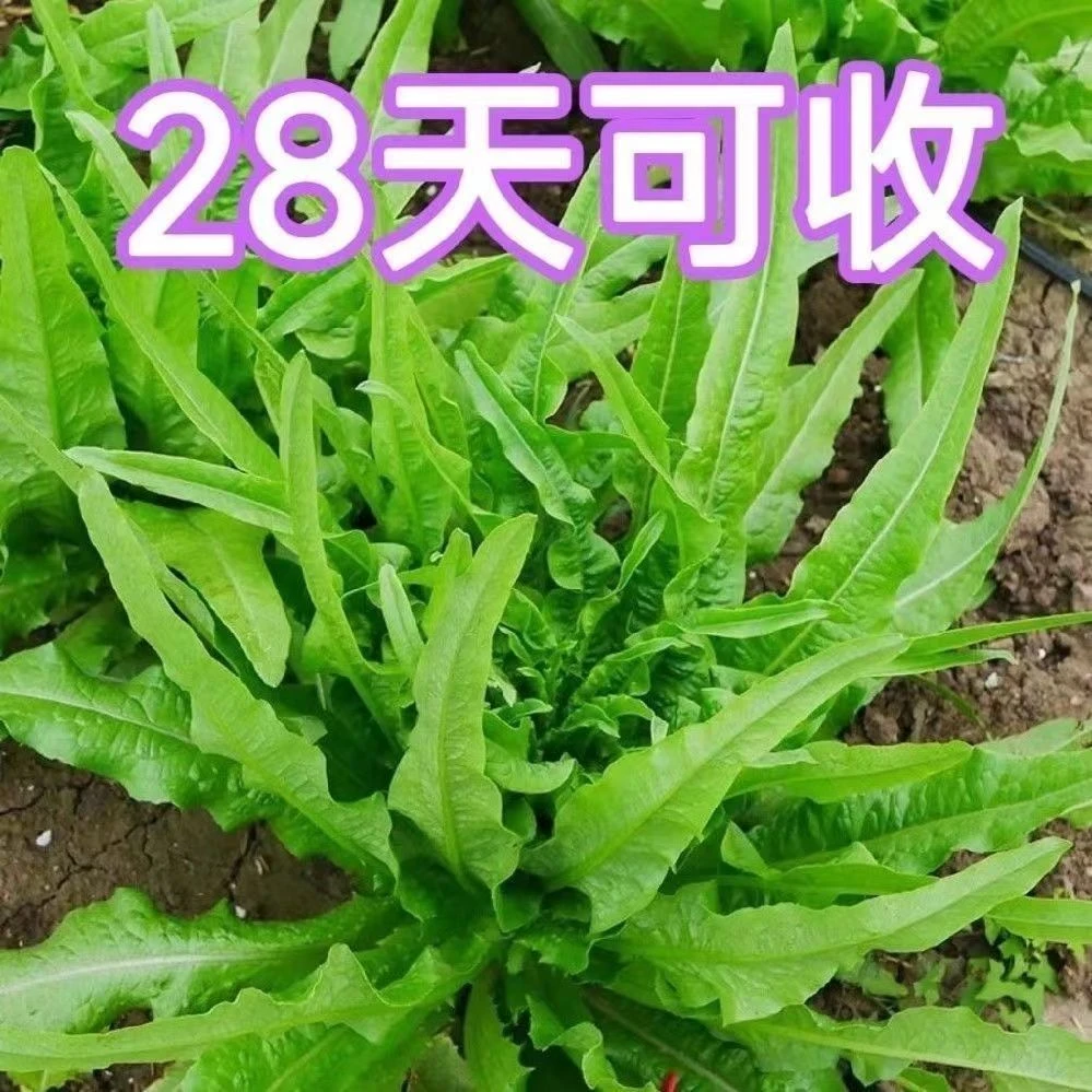 【满5包包邮】【全场满5包发货】油麦菜小白菜蔬菜种子