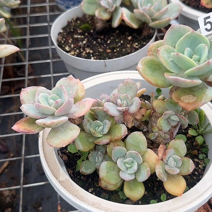 风***念575白凤脱土发货不退不换