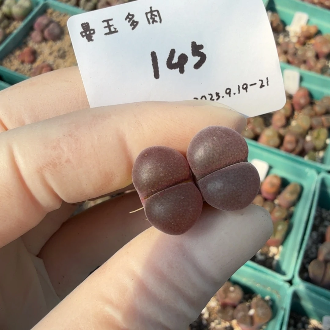 慢***慢多肉多肉多肉9.20-145