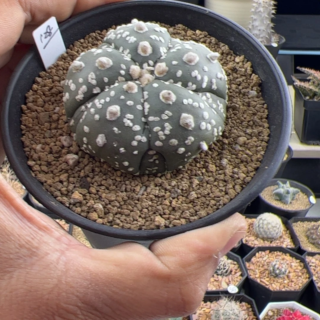 复棱兜实生5.4一物一拍