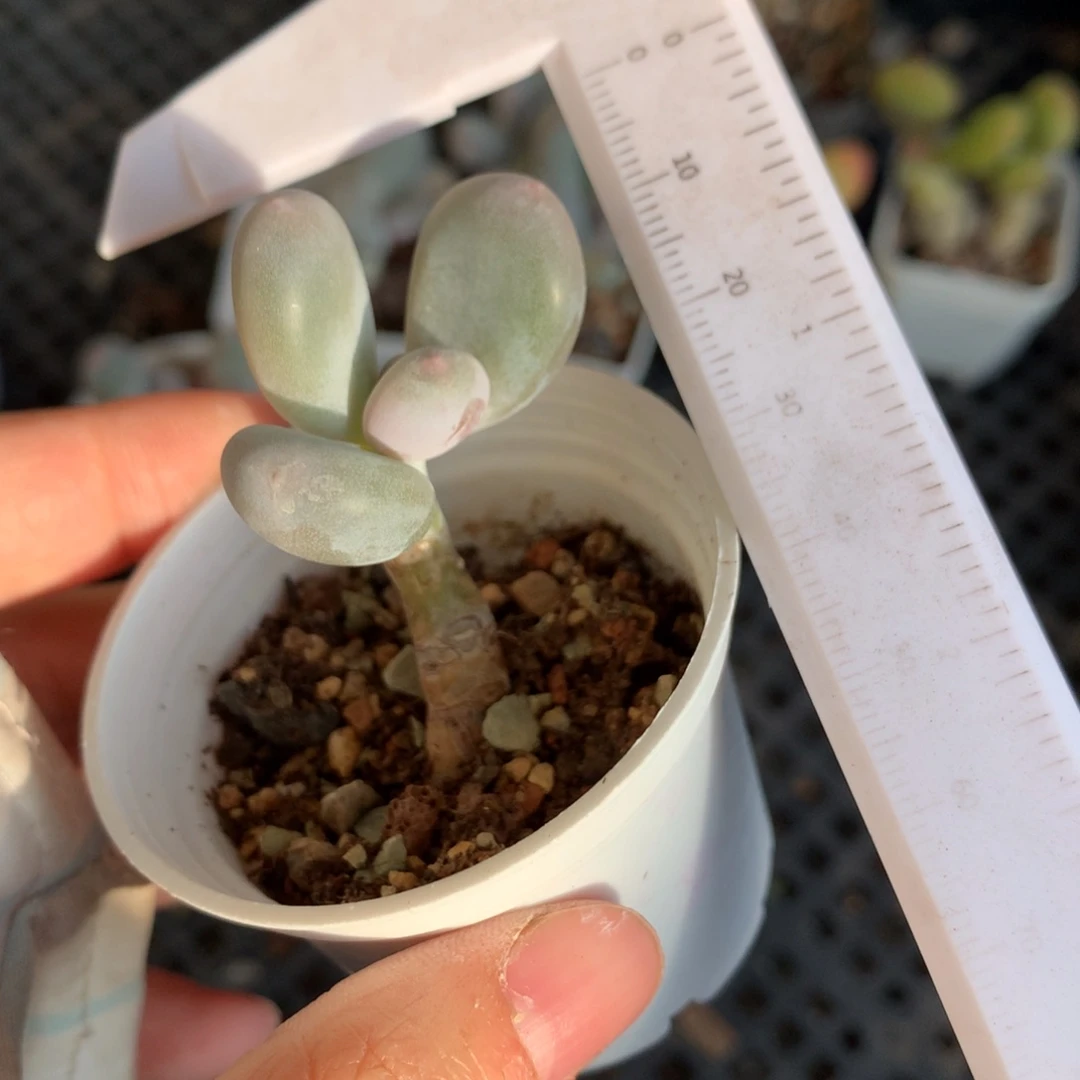 不到什么玩意特价啊啊啊