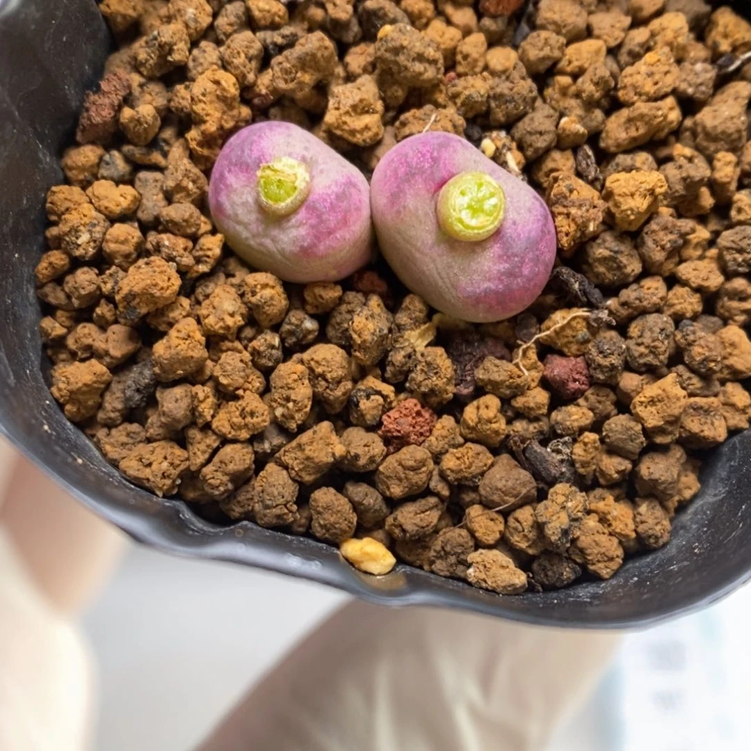 多肉植物肉锥杂交K-623 墨杂