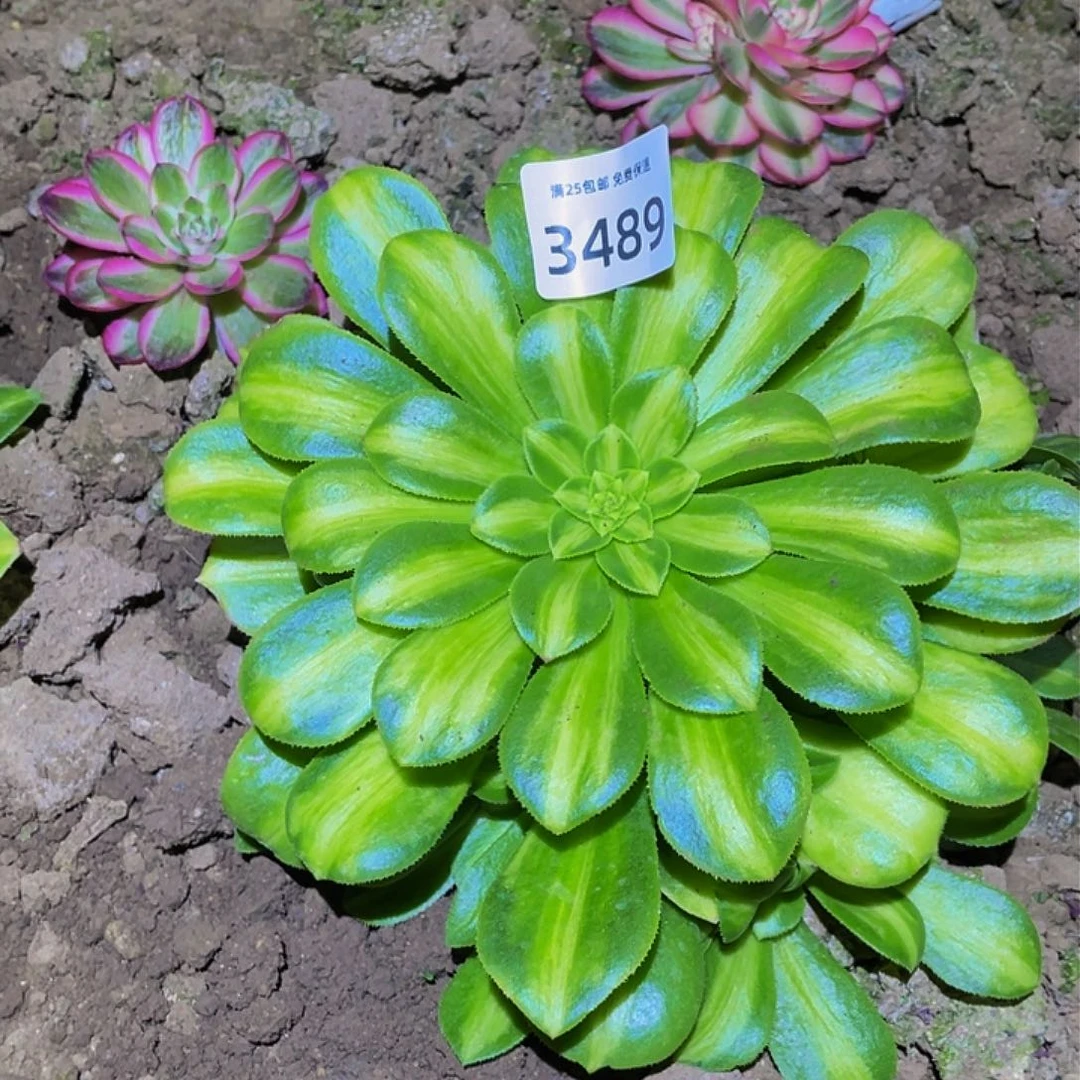 3489翡翠琉璃多肉植物