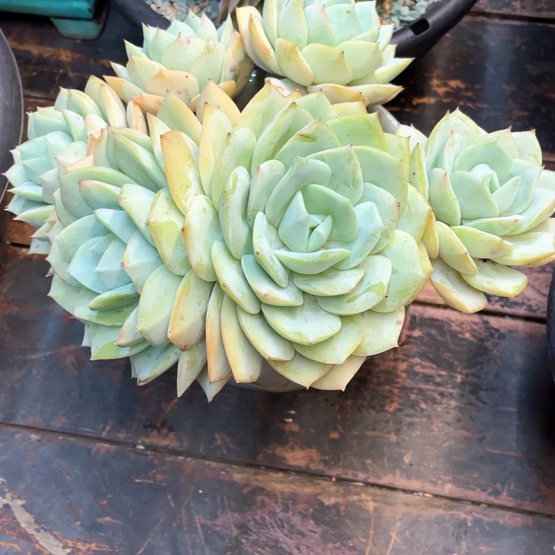 m***～多肉植物一物一拍