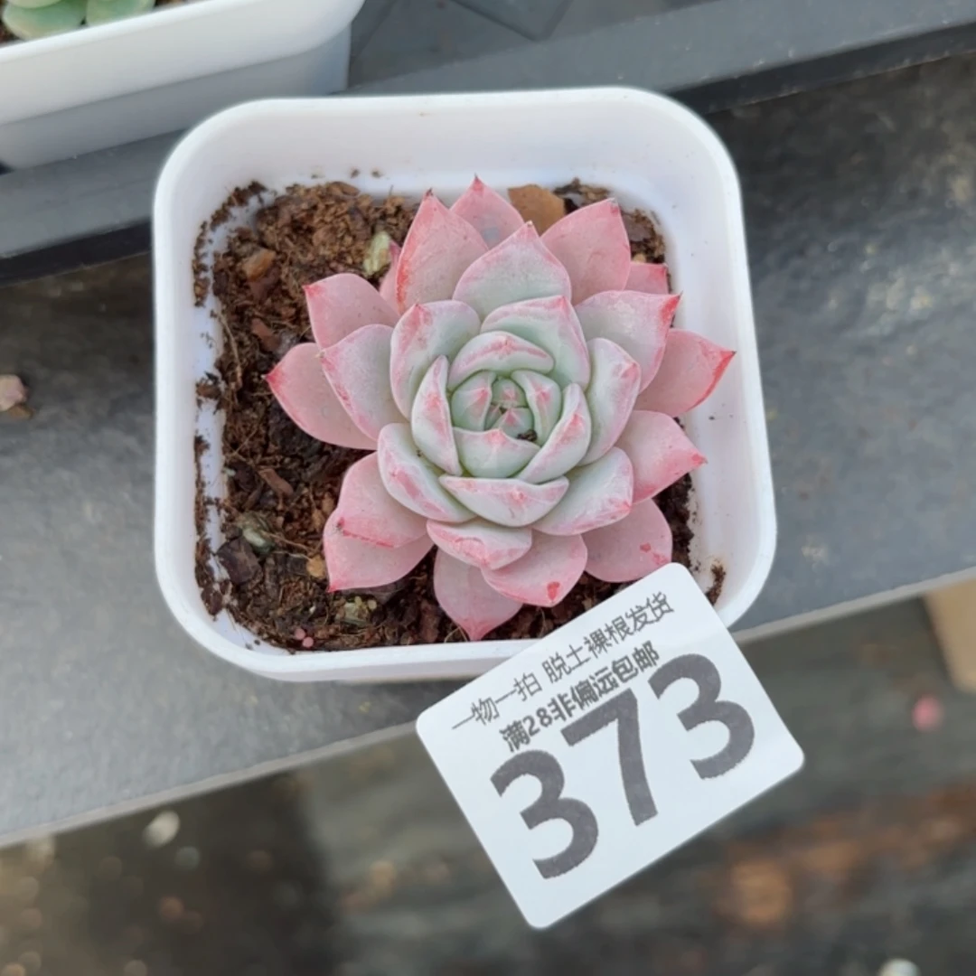 粉蓝鸟无盆土发货