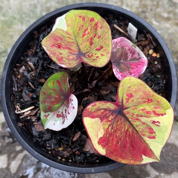 20-1113变异魔广东现货