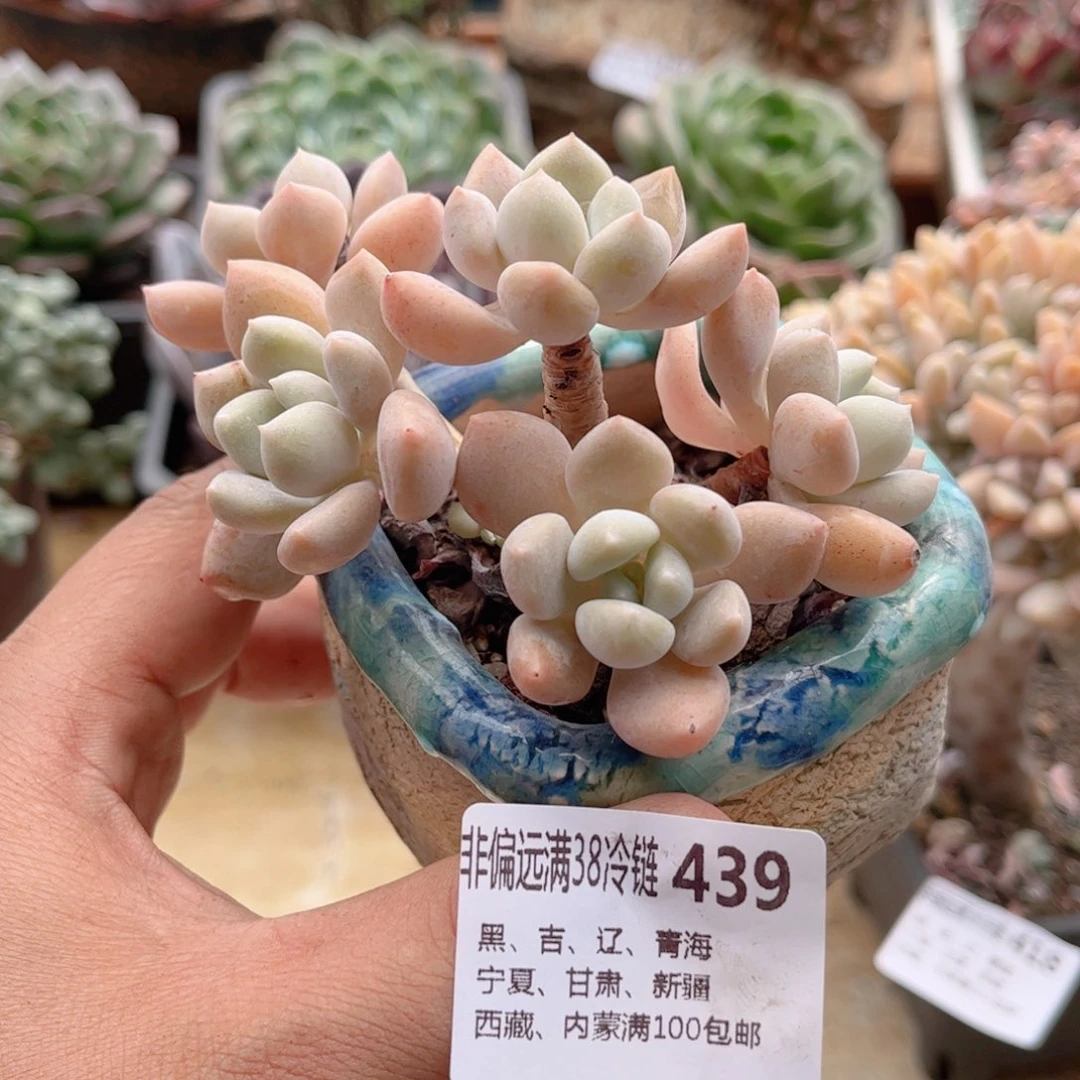 439蛋挞德华多肉