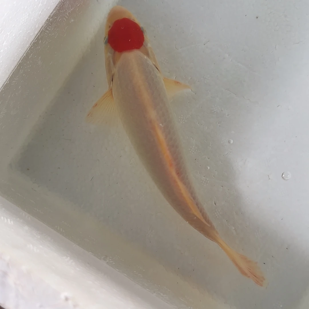 渔悦锦鲤四选滇红丹顶一尾