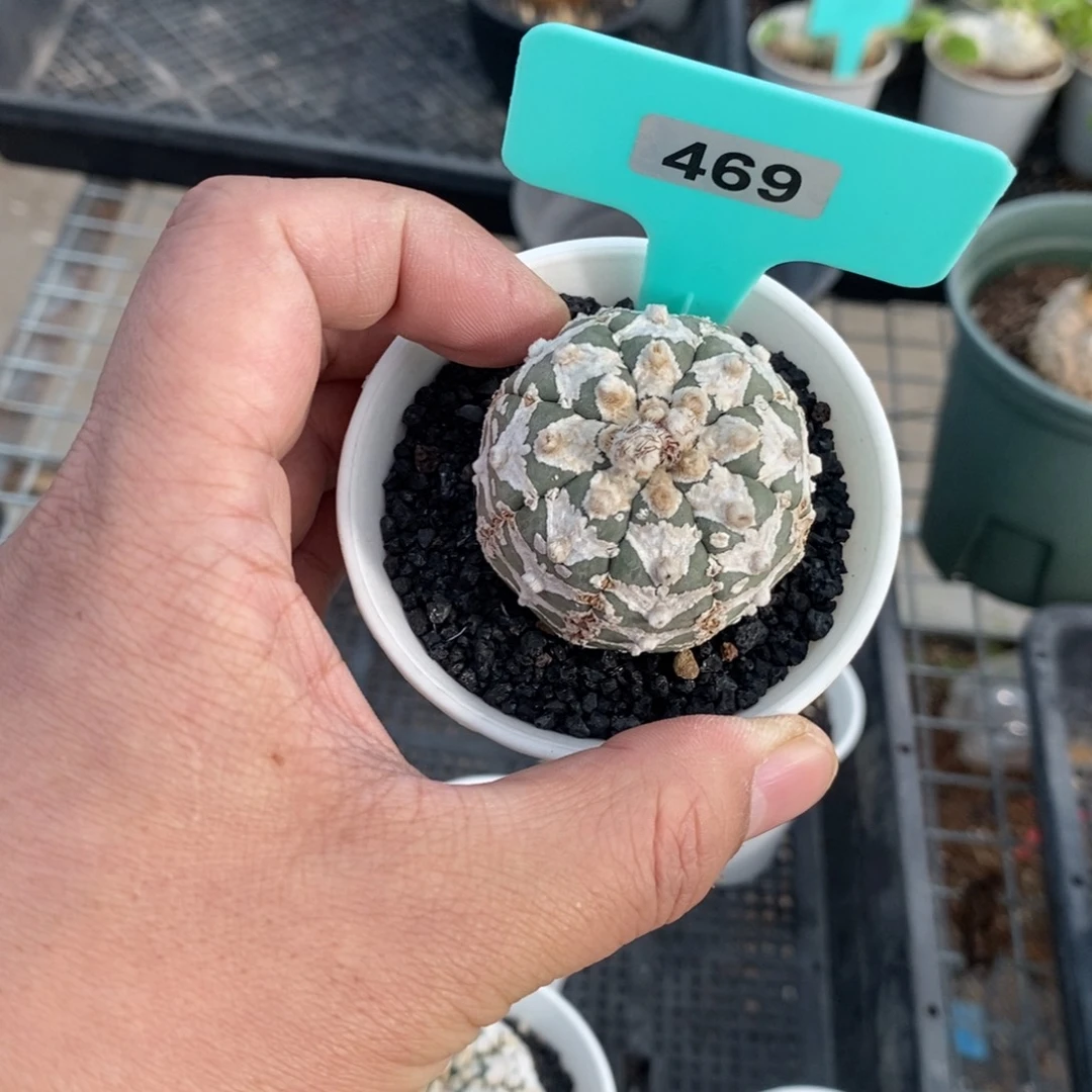 V兜多肉植物一个一个