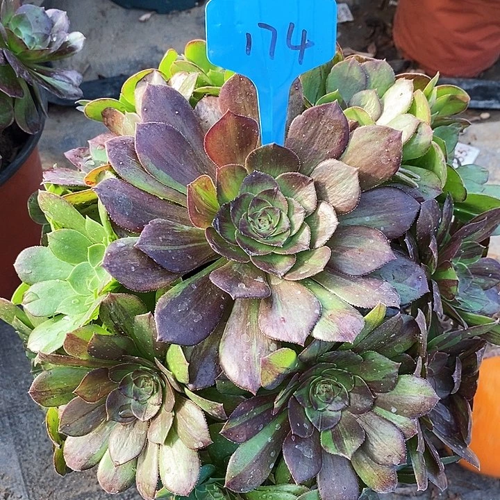 174 一颗花月夜法师多肉