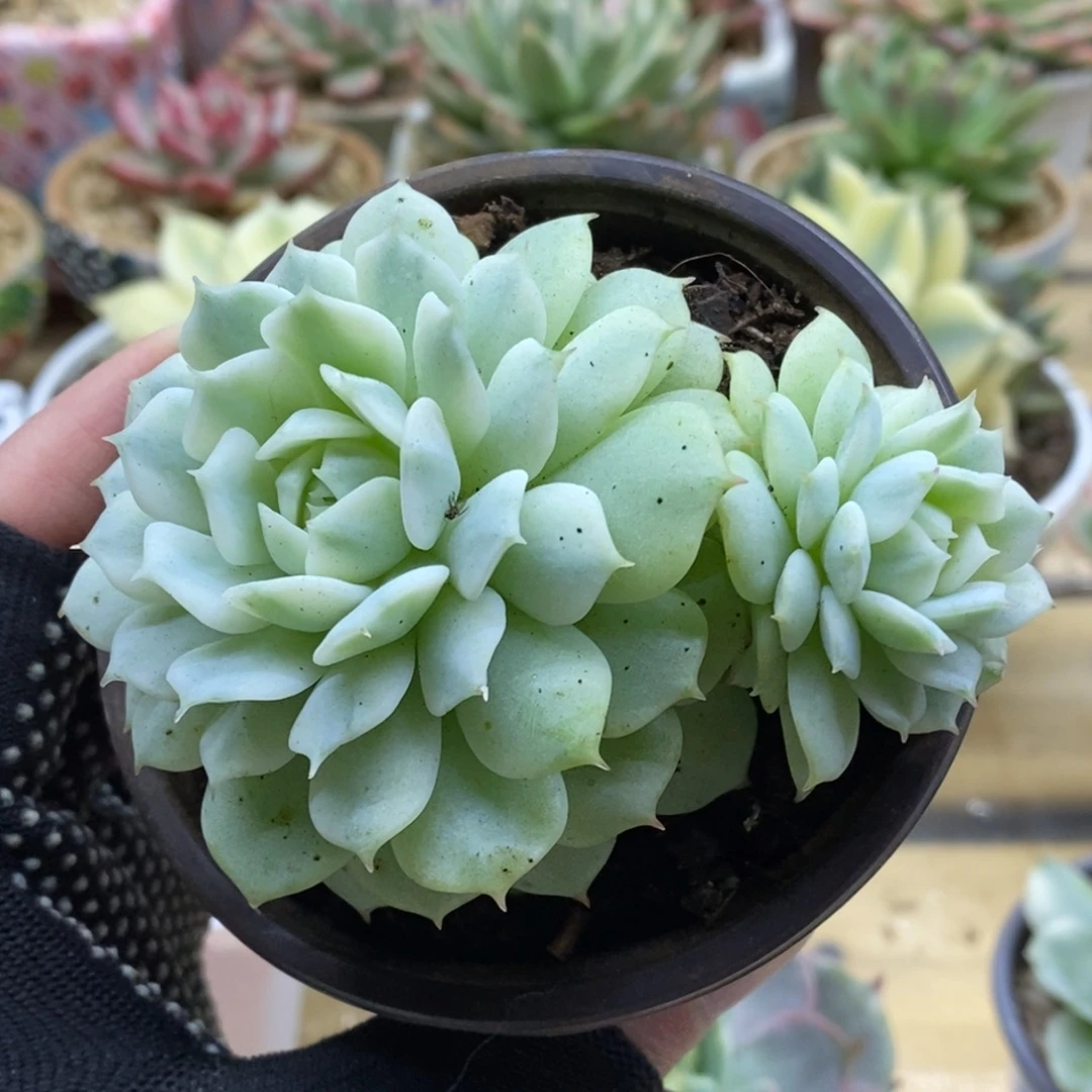 588双头静夜锦锦锦锦锦