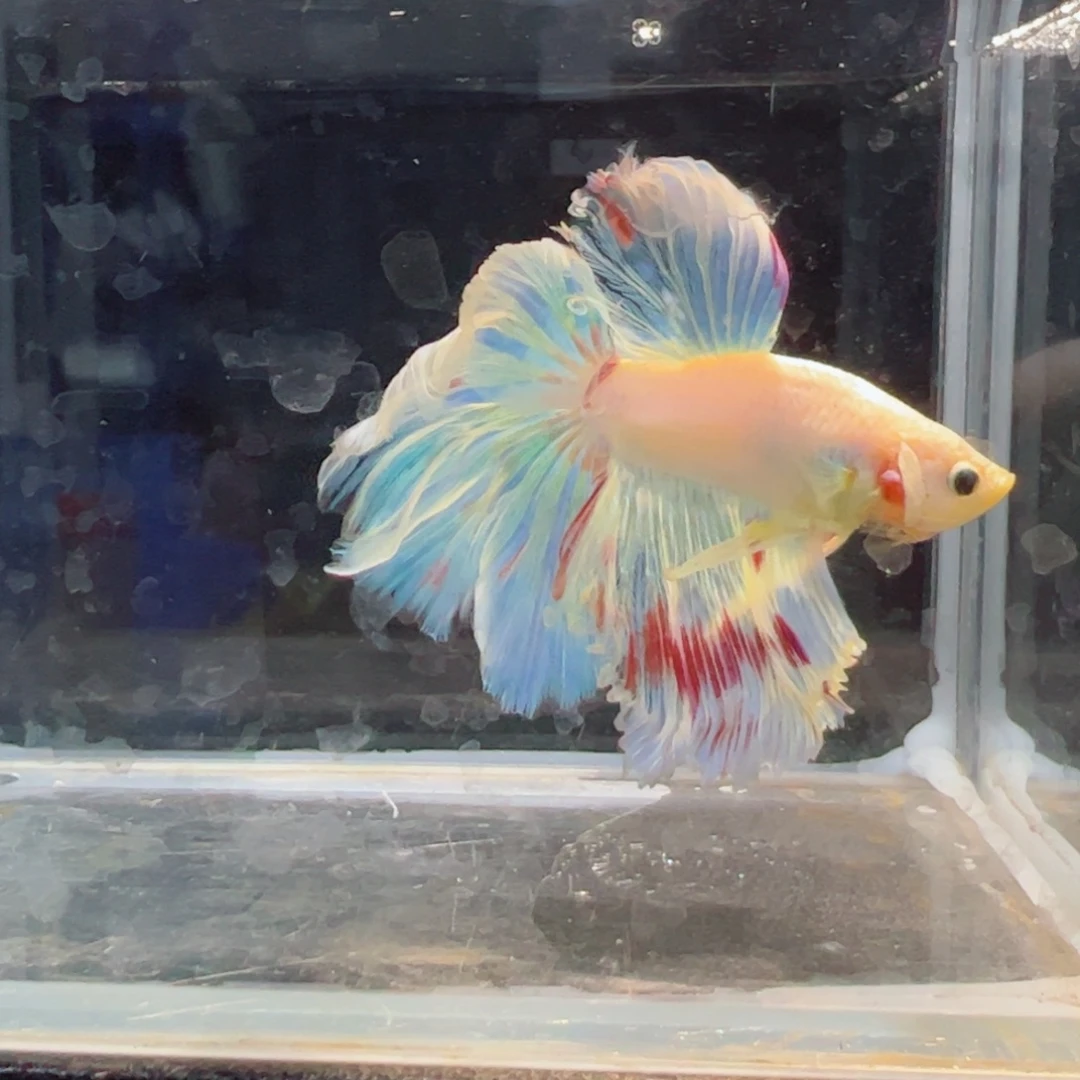 斗鱼浅色仙仙裙特殊尾