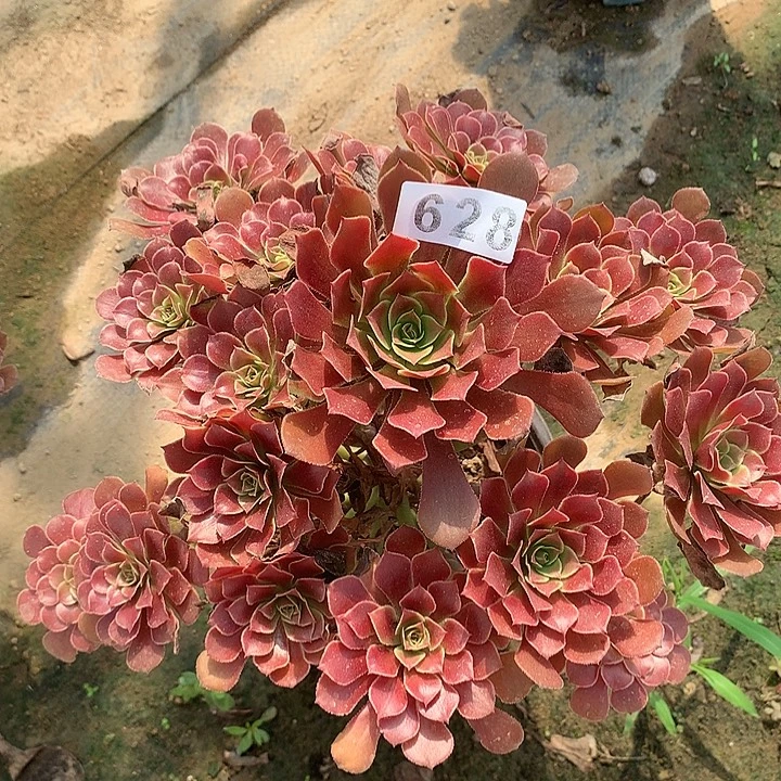 多肉植物红铜628号
