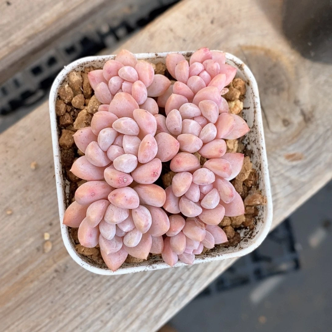 精品多肉一物一拍91