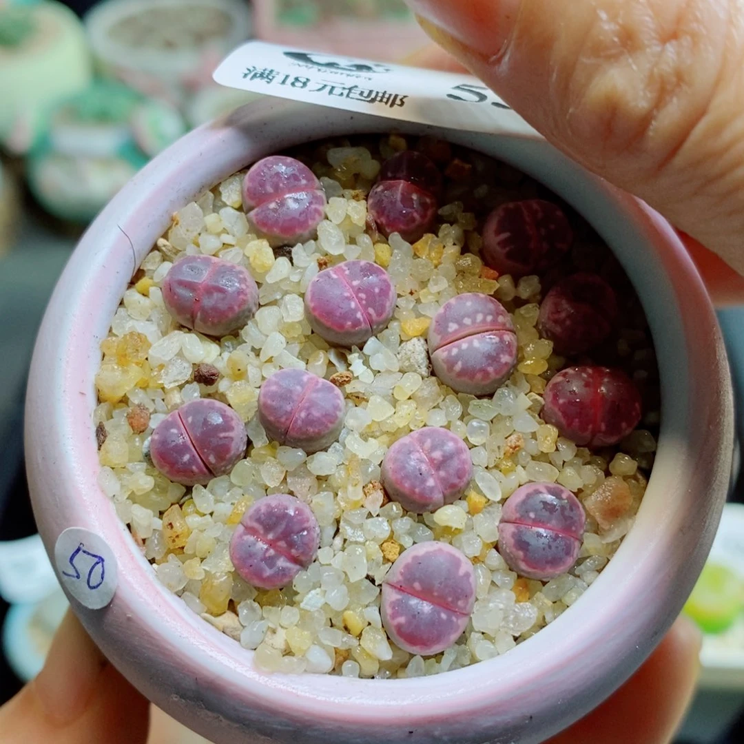 生石花花花花花花花531