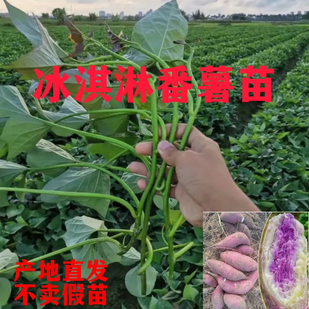 【苗】正宗冰淇淋红薯苗广东茂名一点红番薯地瓜苗现货直发新鲜苗