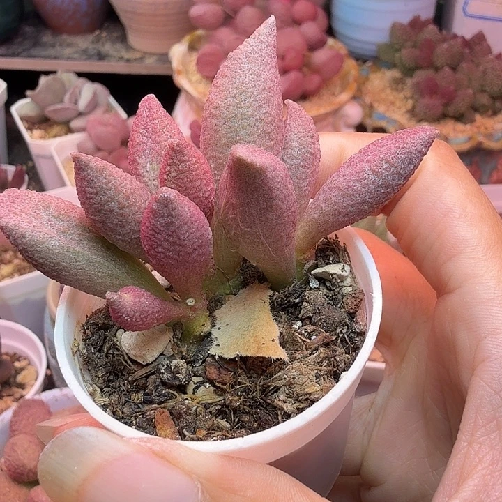 漫***埃水蜜桃和草莓都很好吃
