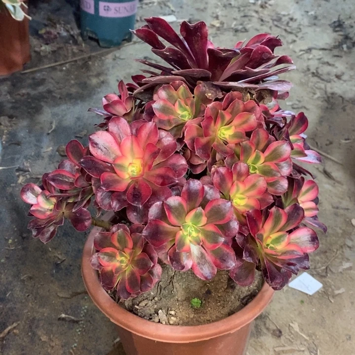 美杜莎多肉植物15