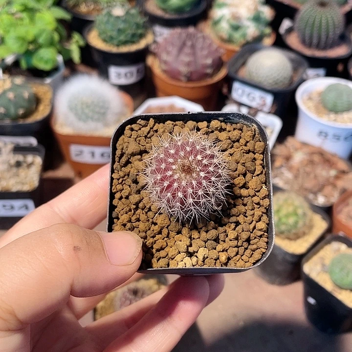 316实生紫皮尤伯球