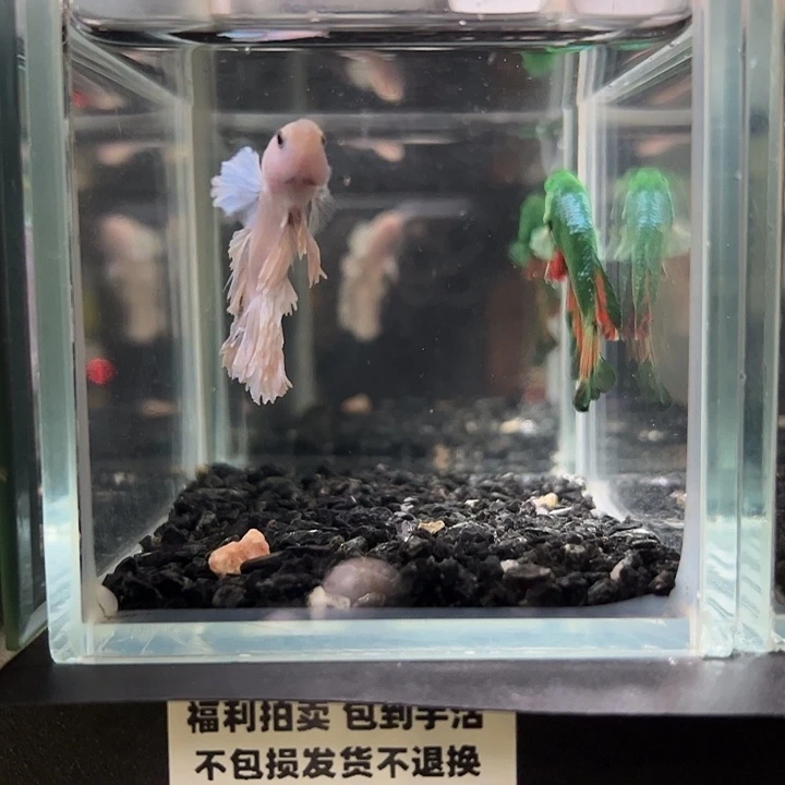 斗鱼竞拍跑单拉黑25日62×45