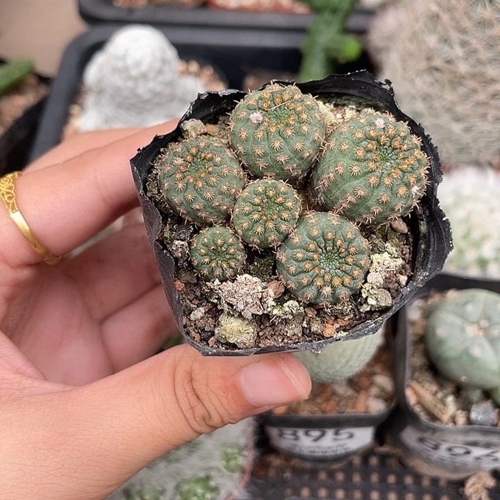 898豹之子群仙人球植物