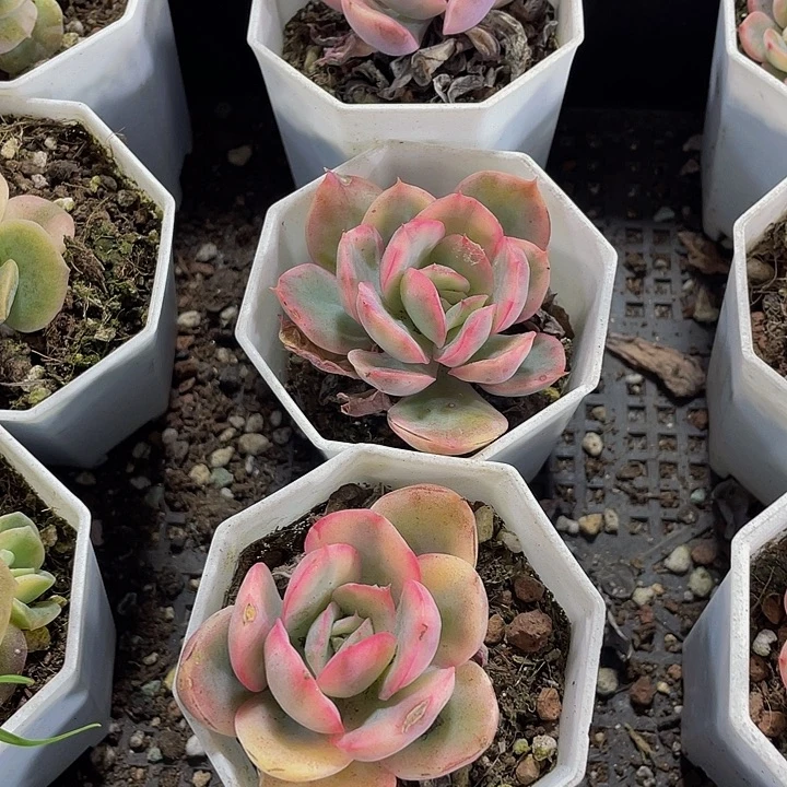 绮罗仙子锦带盆土发