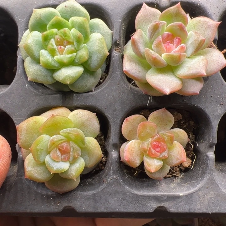 一物一拍精品多肉植物3