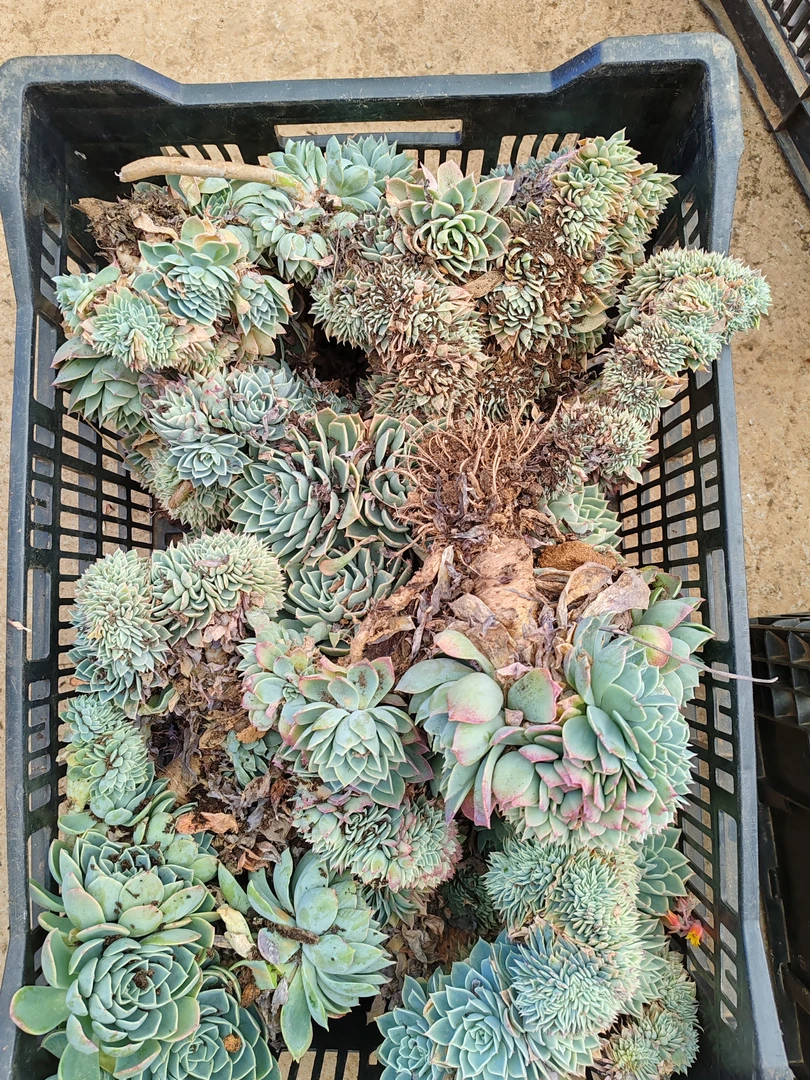 三色堇缀化断枝箱拍一单包邮（断枝掉叶不售后）