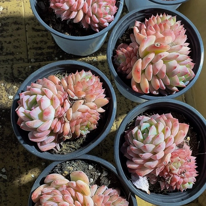 90盆大沙漠玫瑰带盆