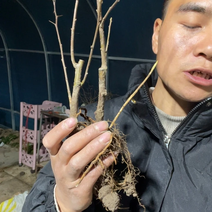 金致殿海棠花一颗苗