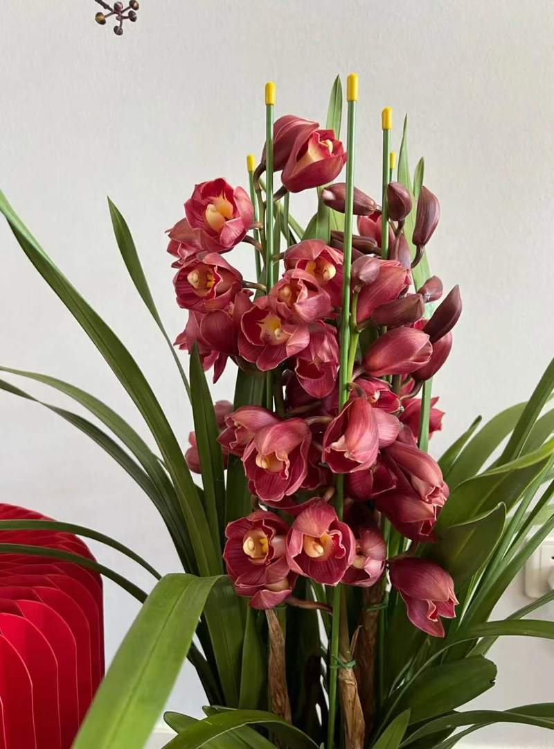 老黑家的蕙兰【国色天资】大花惠兰 年宵花 多花剑斗南发货