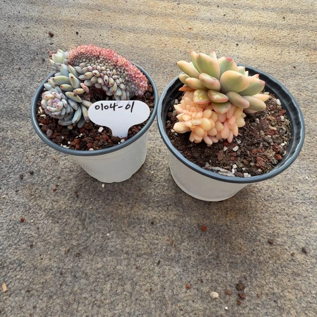 ****好0104-01星星橙缀化小一颗爱丽尔全锦一颗