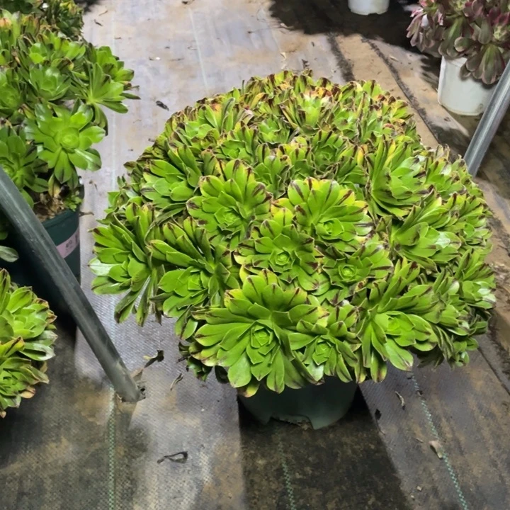 21碧火多肉植物多肉多肉