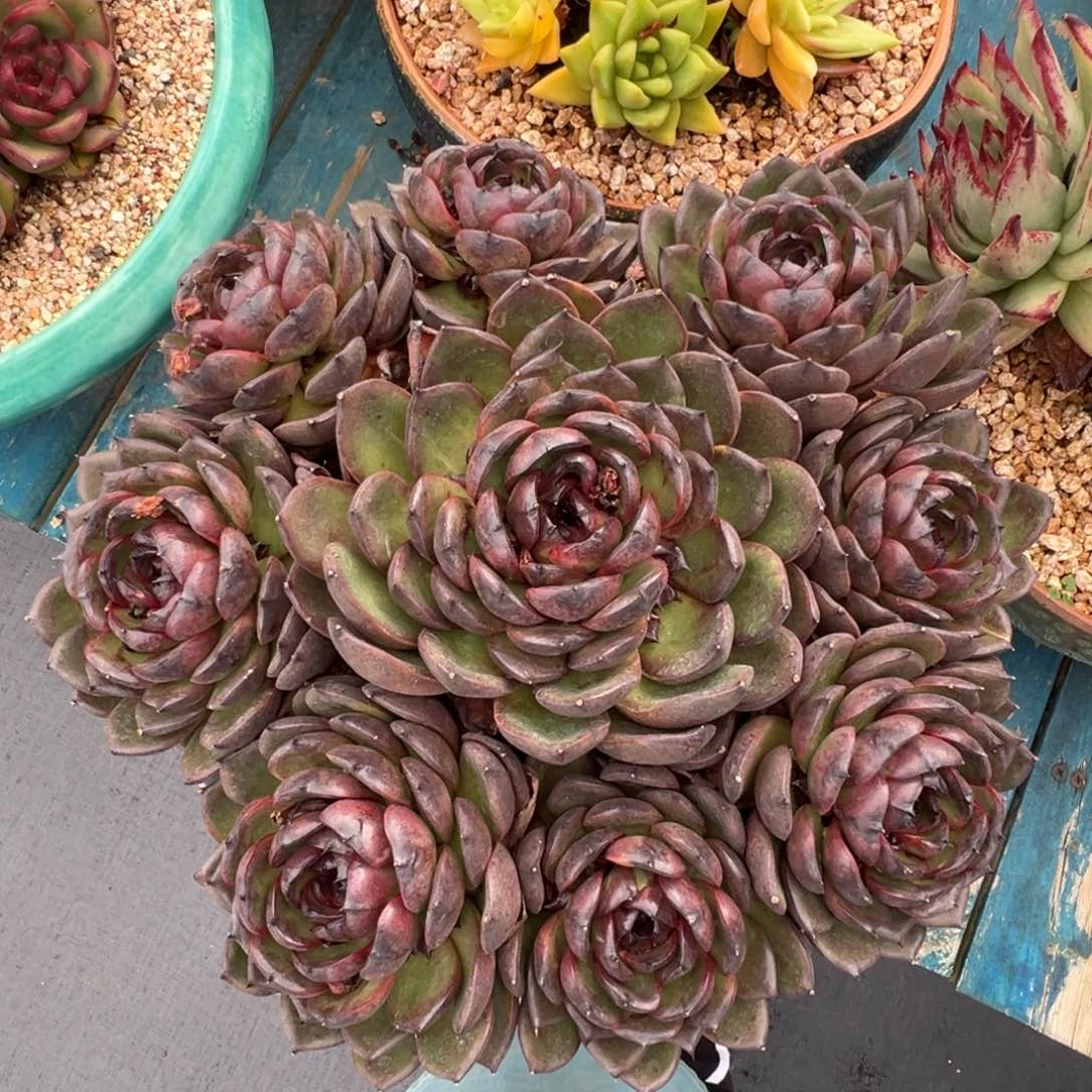 从前慢多肉精选编号0618.8888888