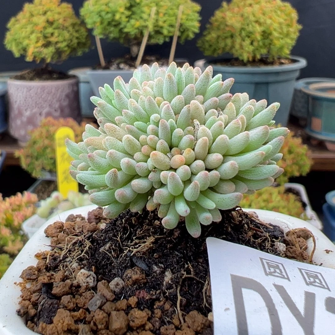 dy3924晶珊瑚冠幅3.5cm