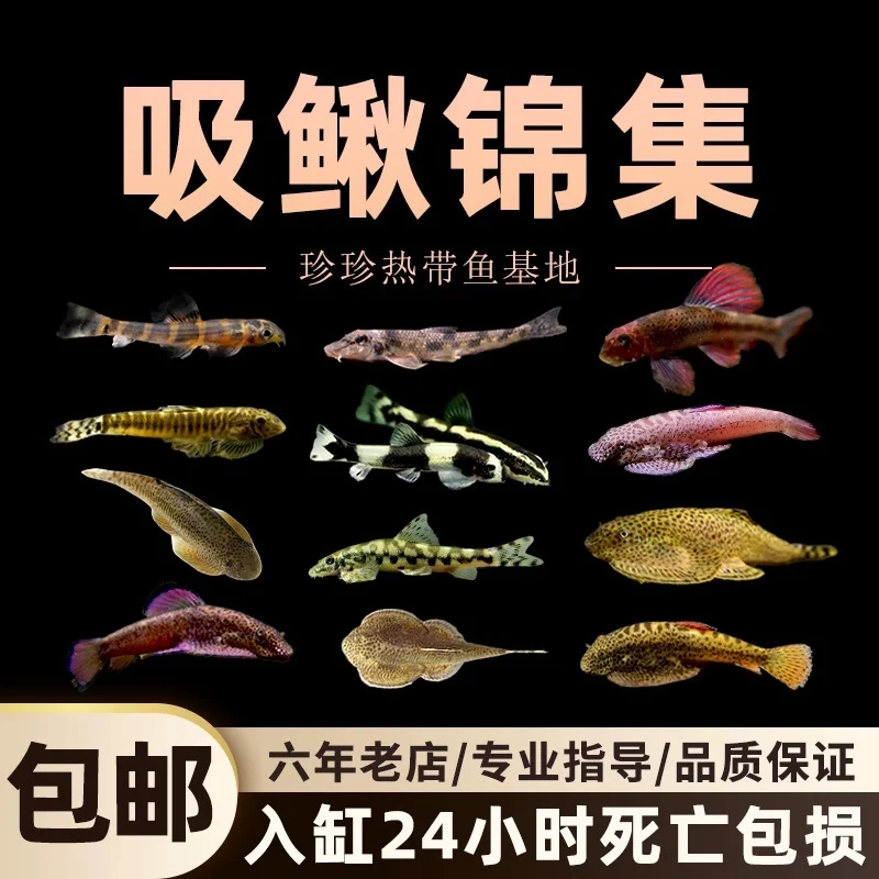 贵州爬岩鳅冷水清道夫不加温鱼缸清洁工具观赏鱼双吸盘吸鳅琵琶鱼