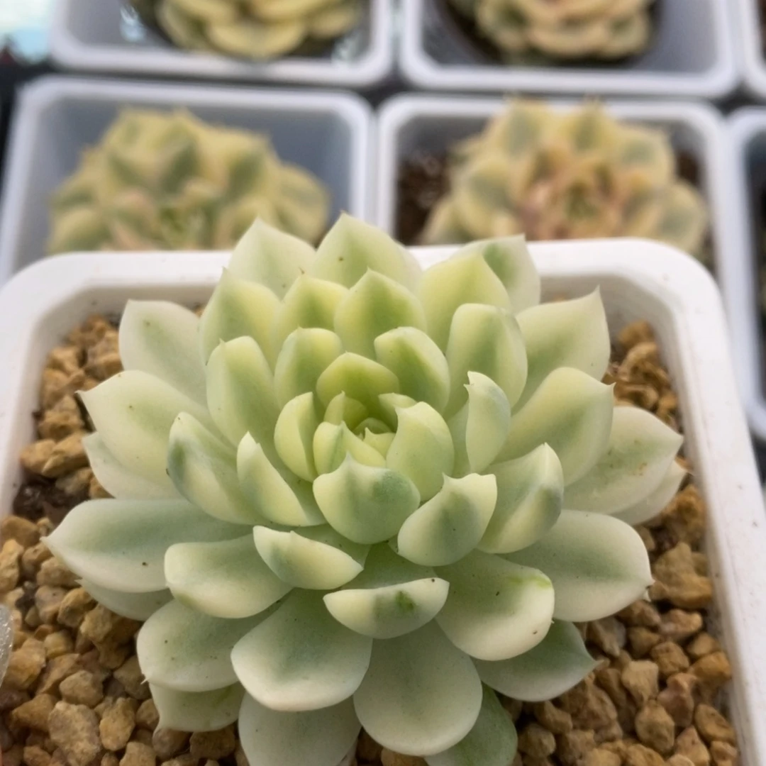 190月影精灵锦锦锦锦锦锦