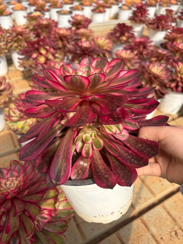 云南精品法师白月光手捧花