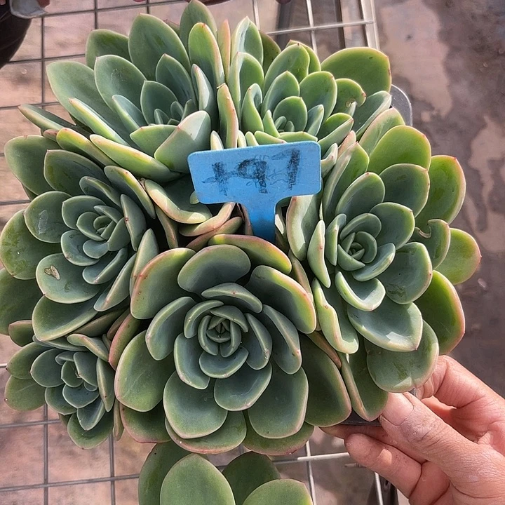 四***然晨语多肉，一物一拍97