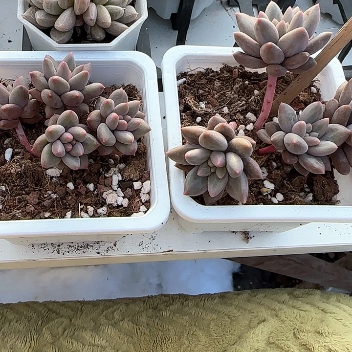 心****师青蛙王子儿童牙膏111