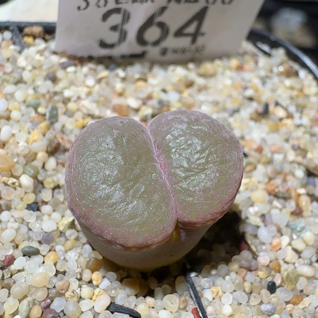 zzzz生石花肉锥364