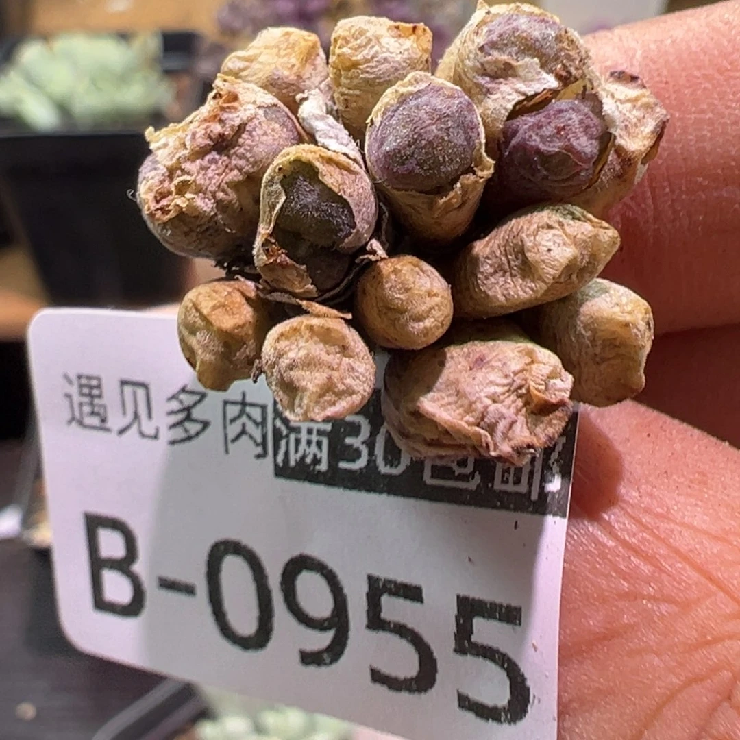 多肉植物1111111111111111111