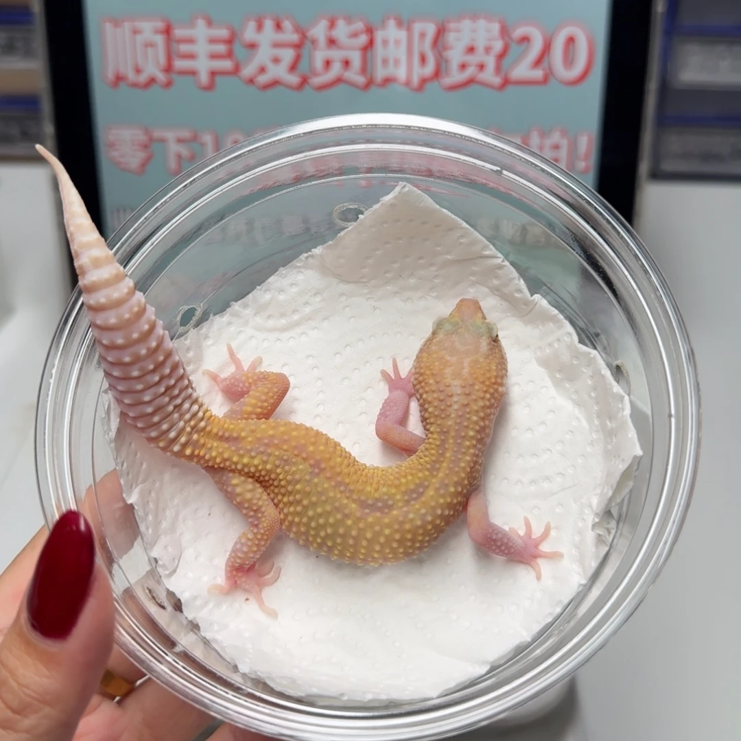 豹纹守宫川普妹妹轻微缺眼帘