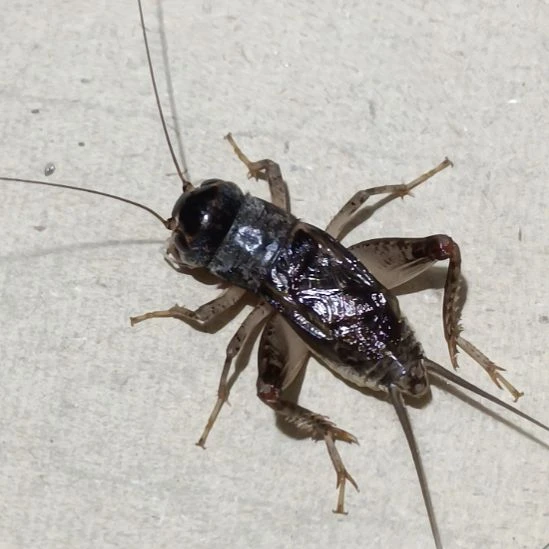 蛐坤园份房蟋蟀蛐