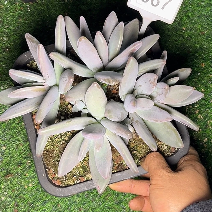 多肉植物企鹅群667