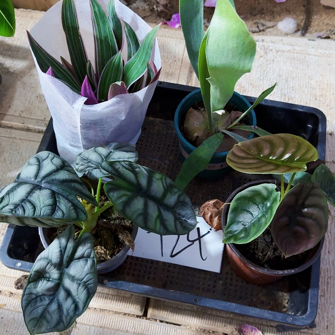 完全开放套餐24组合一组