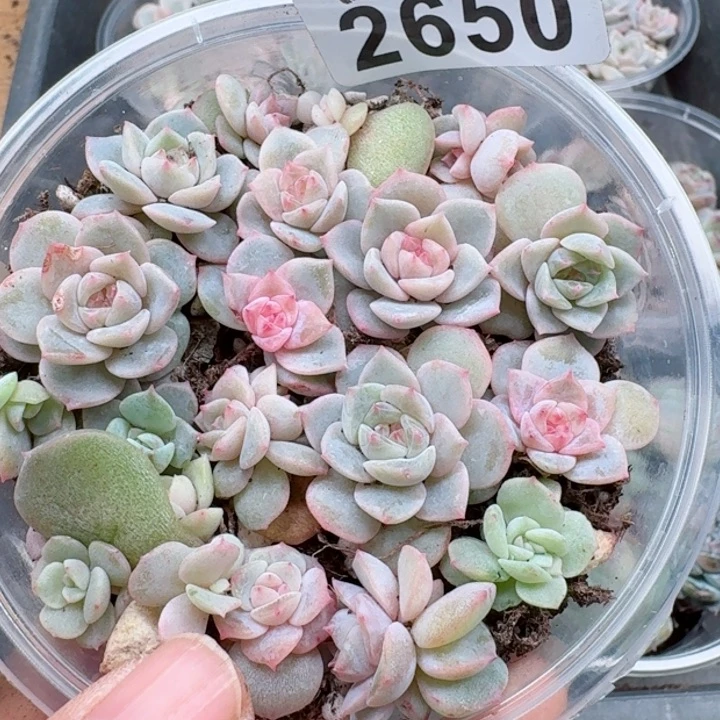 多肉植物多肉植物