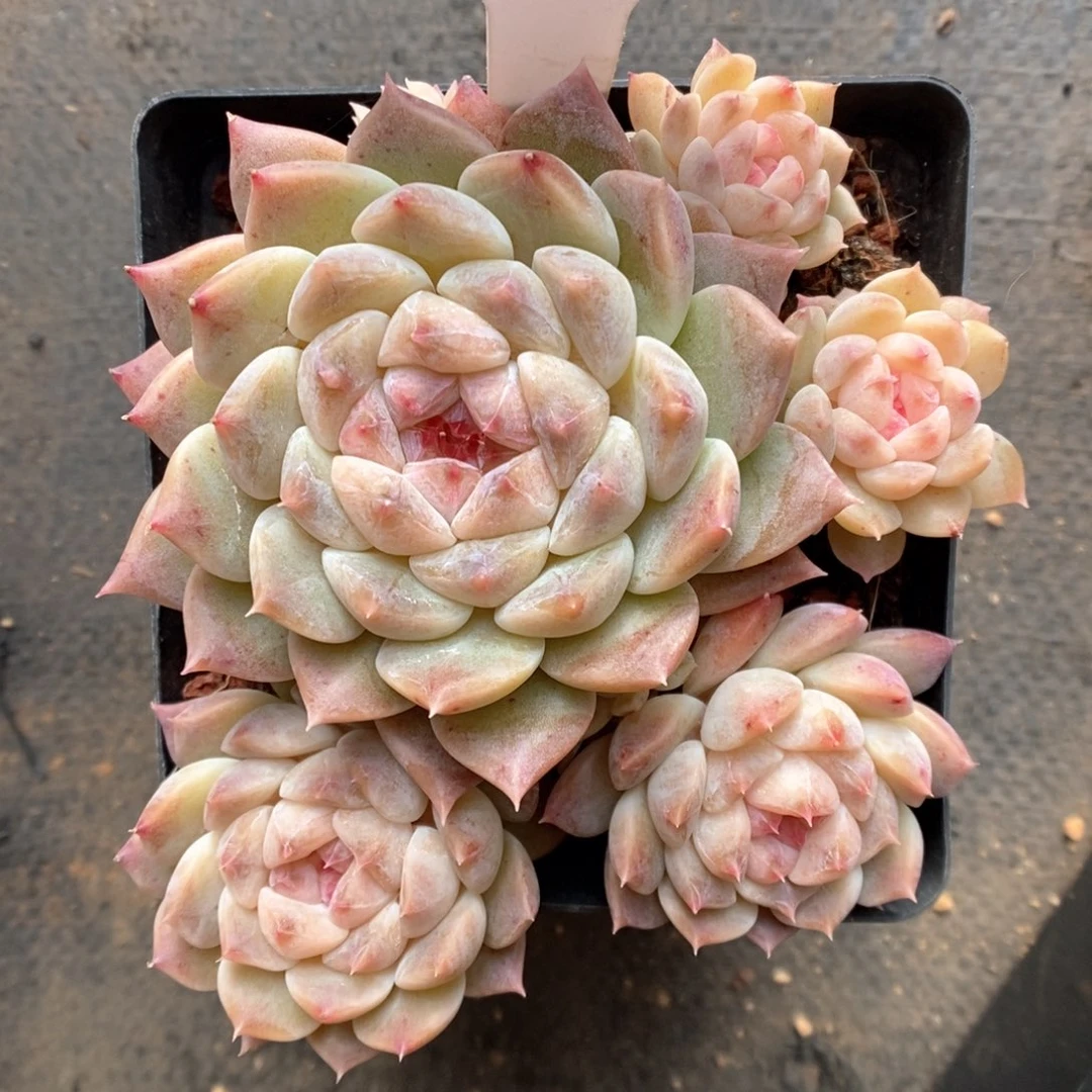 糖心冰魄群生811号