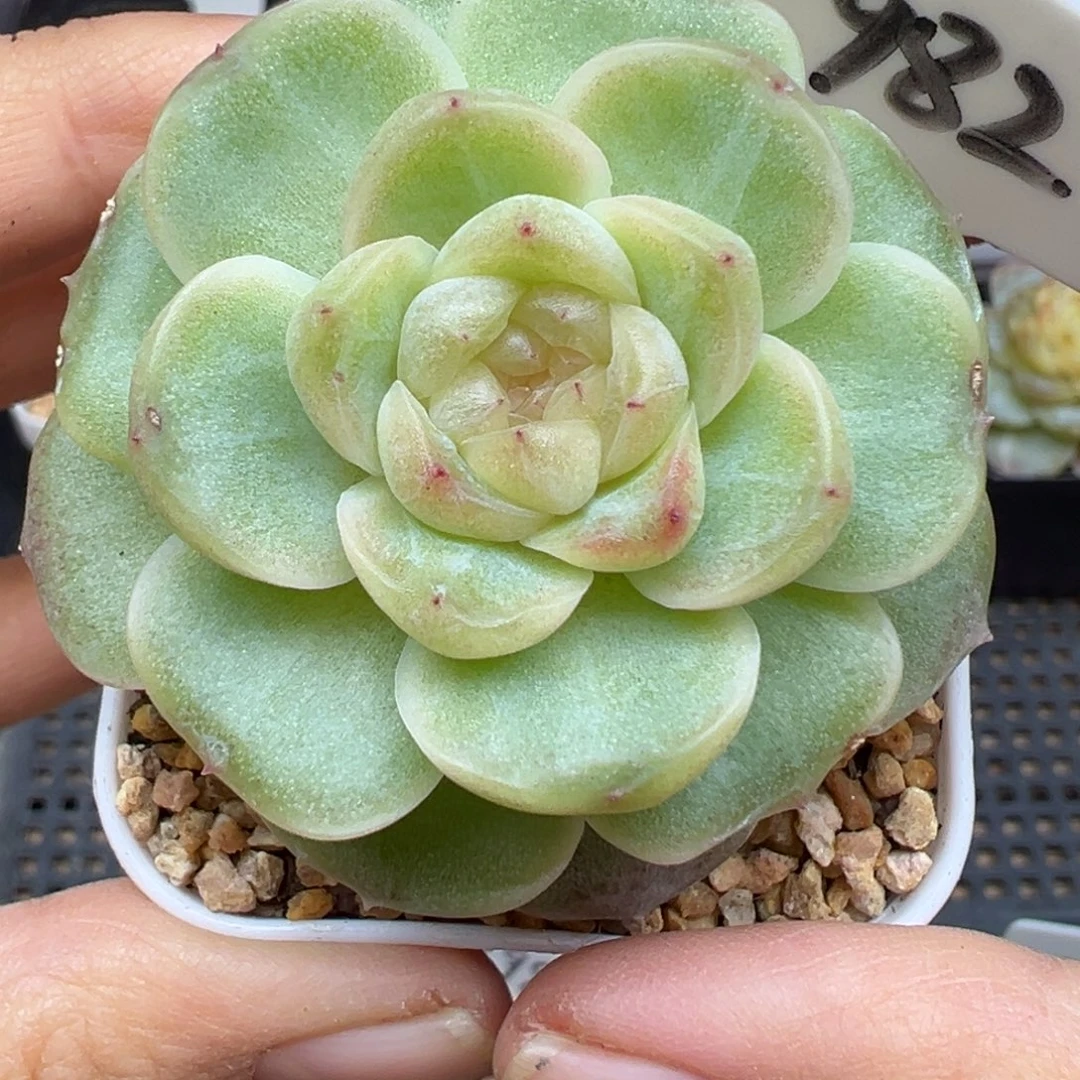 982号流光风花雪月系列